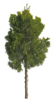 conifer 078 — Descargar