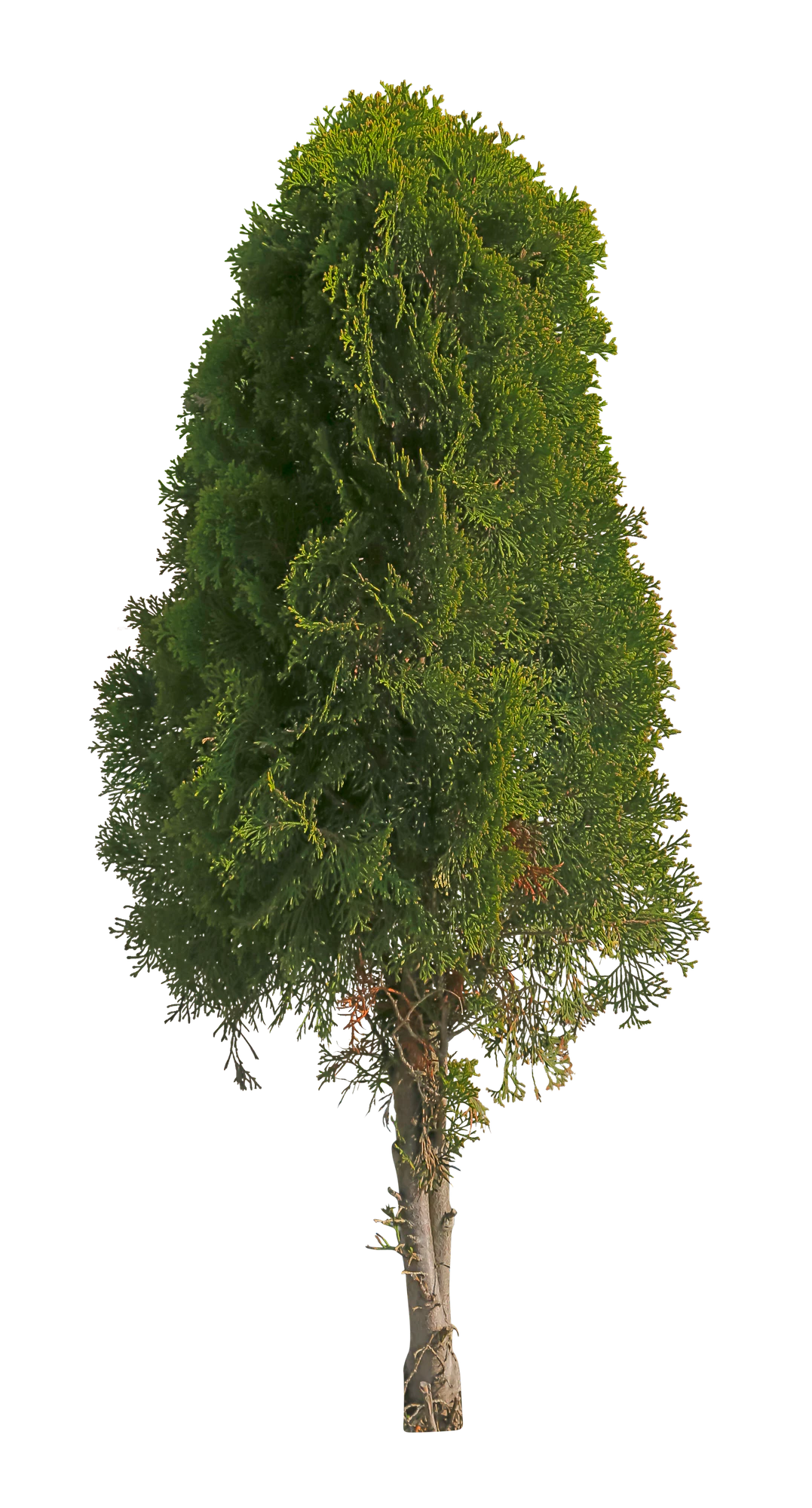 conifer 079 — Скачать
