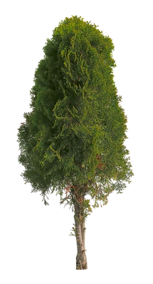conifer 079 — Скачать