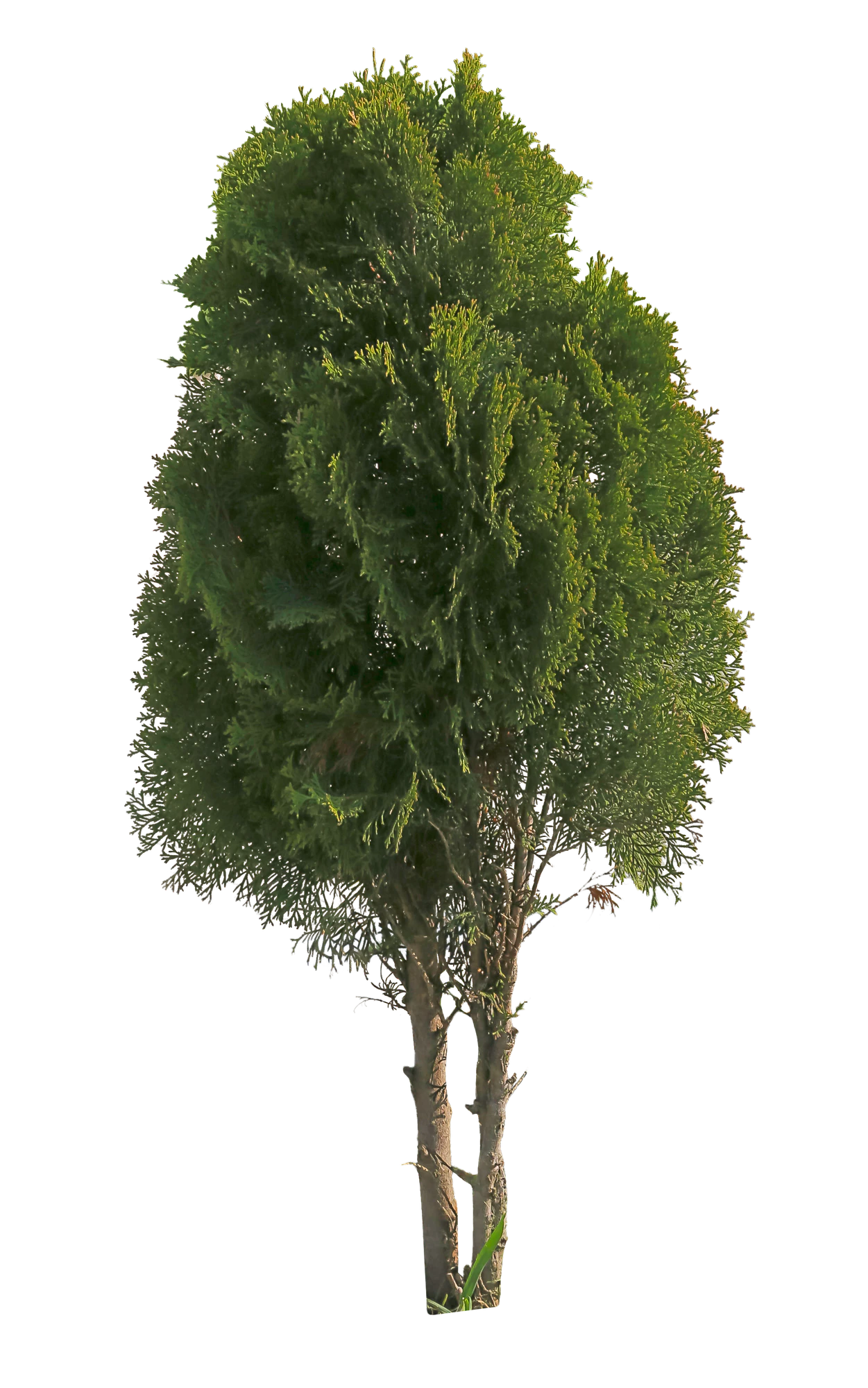 conifer 080 — Descargar