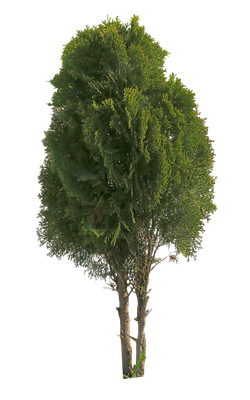 conifer 080 — Descargar