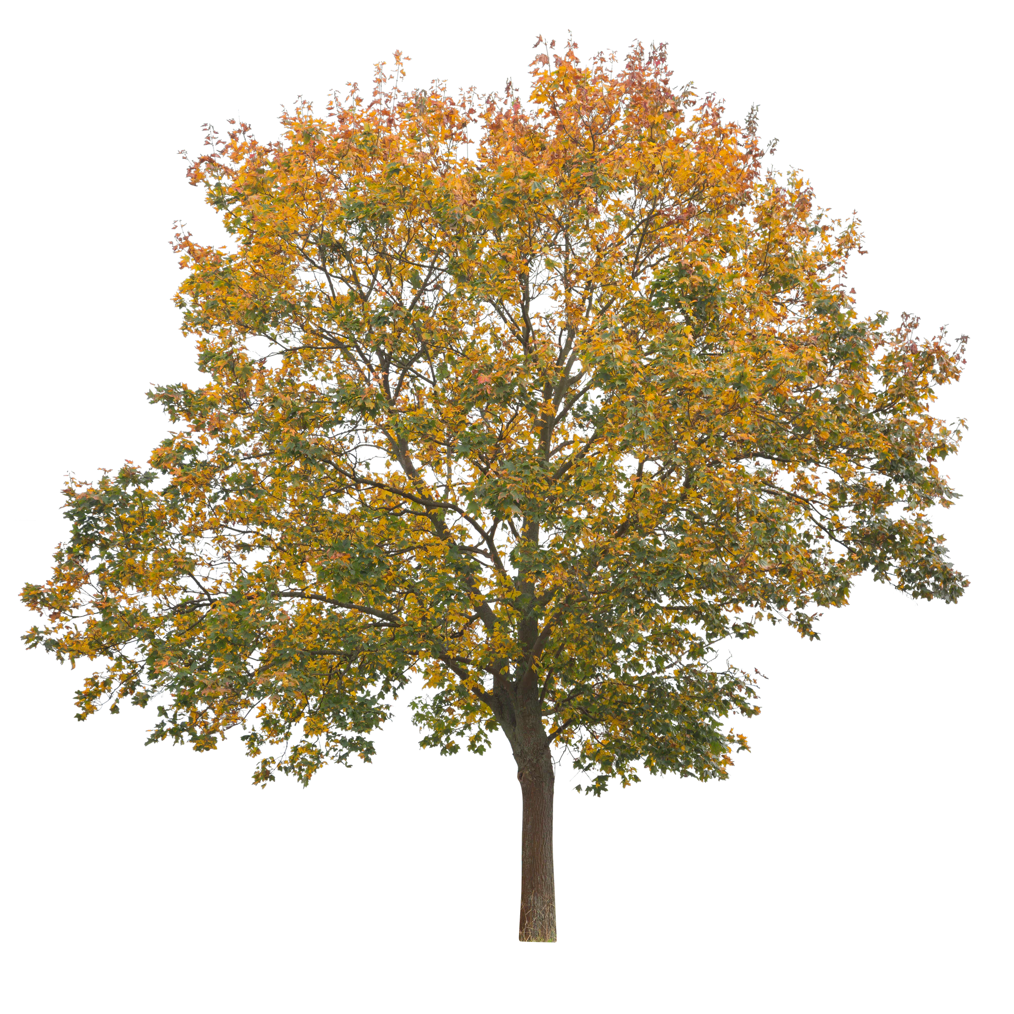 autumn 003 — Descargar