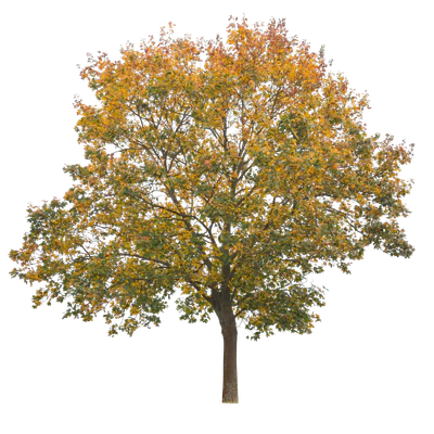 autumn 003 — Descargar