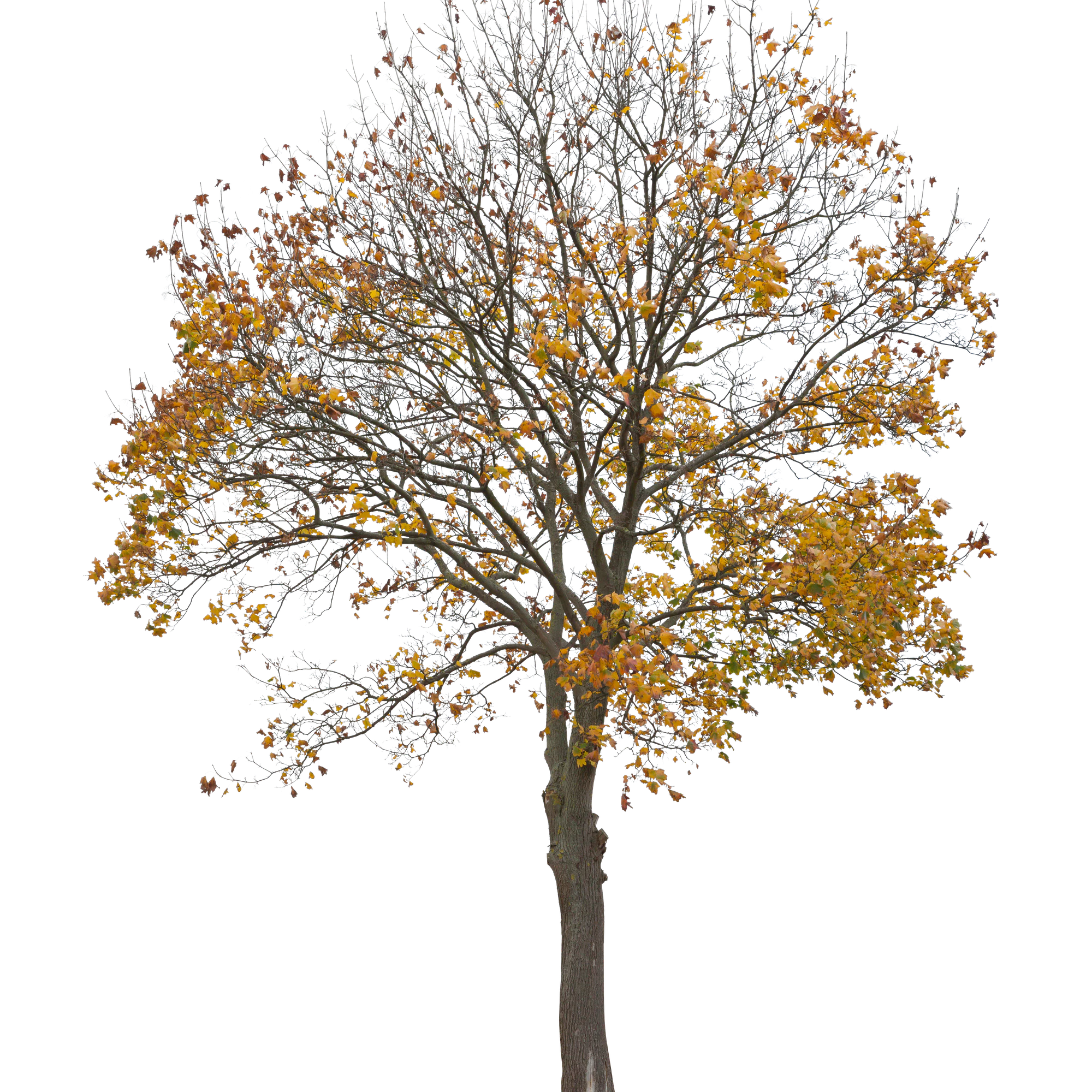 autumn 005 — Descargar