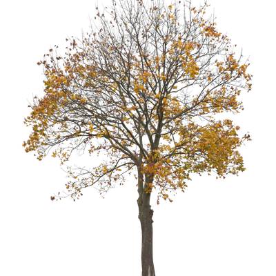 autumn 005 — Descargar