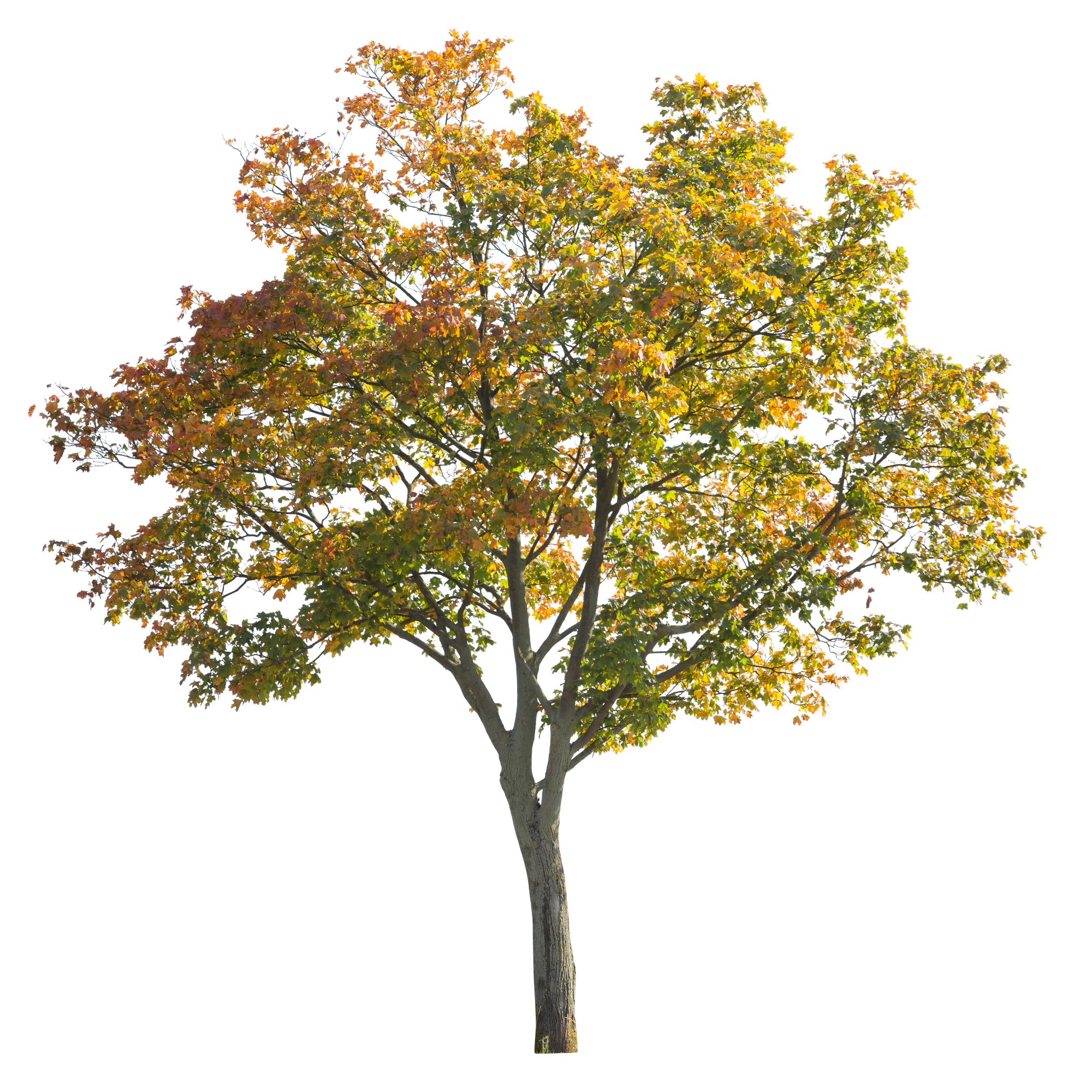 autumn 008 — Descargar