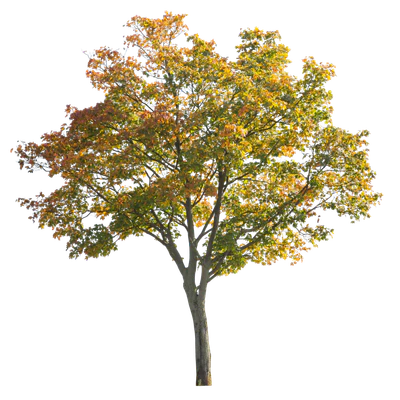 autumn 008 — Descargar