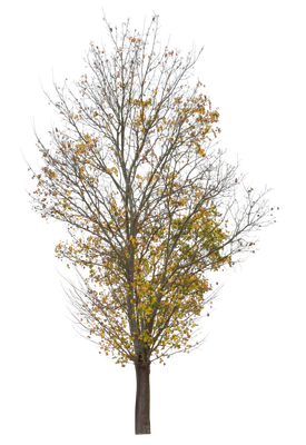 autumn 011 — Descargar