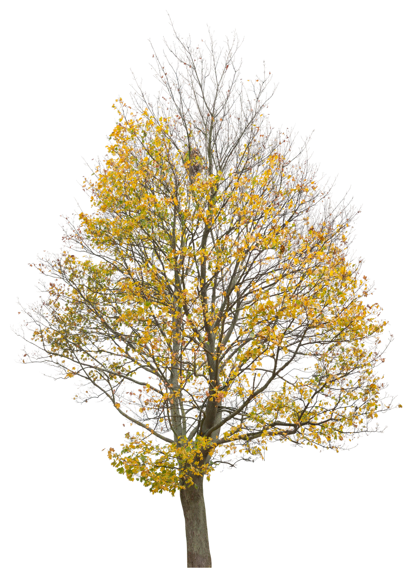 autumn 018 — Descargar
