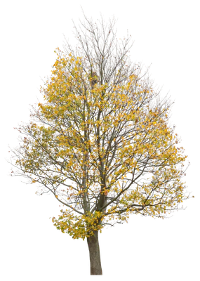 autumn 018 — Descargar
