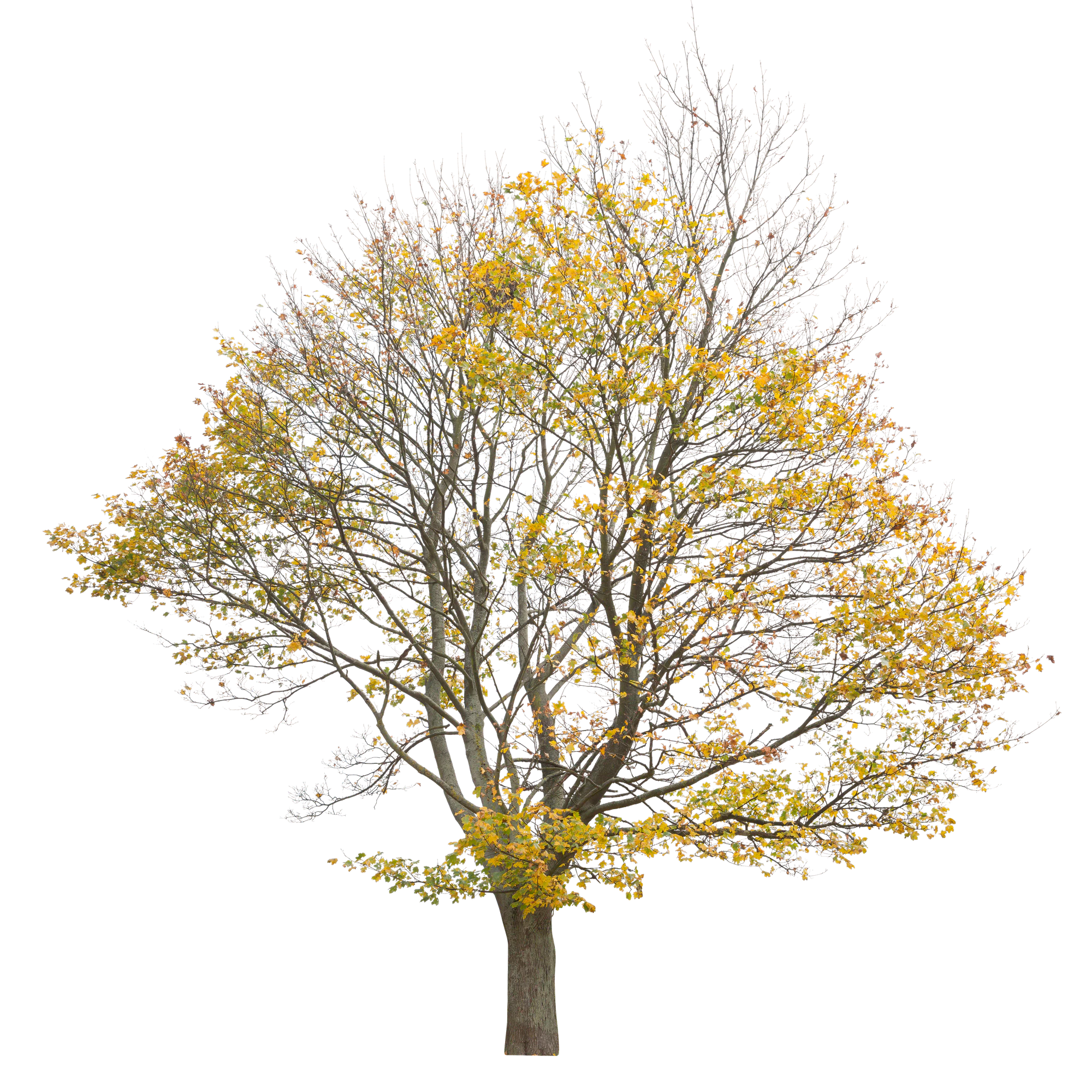 autumn 019 — Descargar