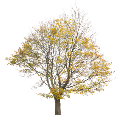 autumn 019 — Descargar