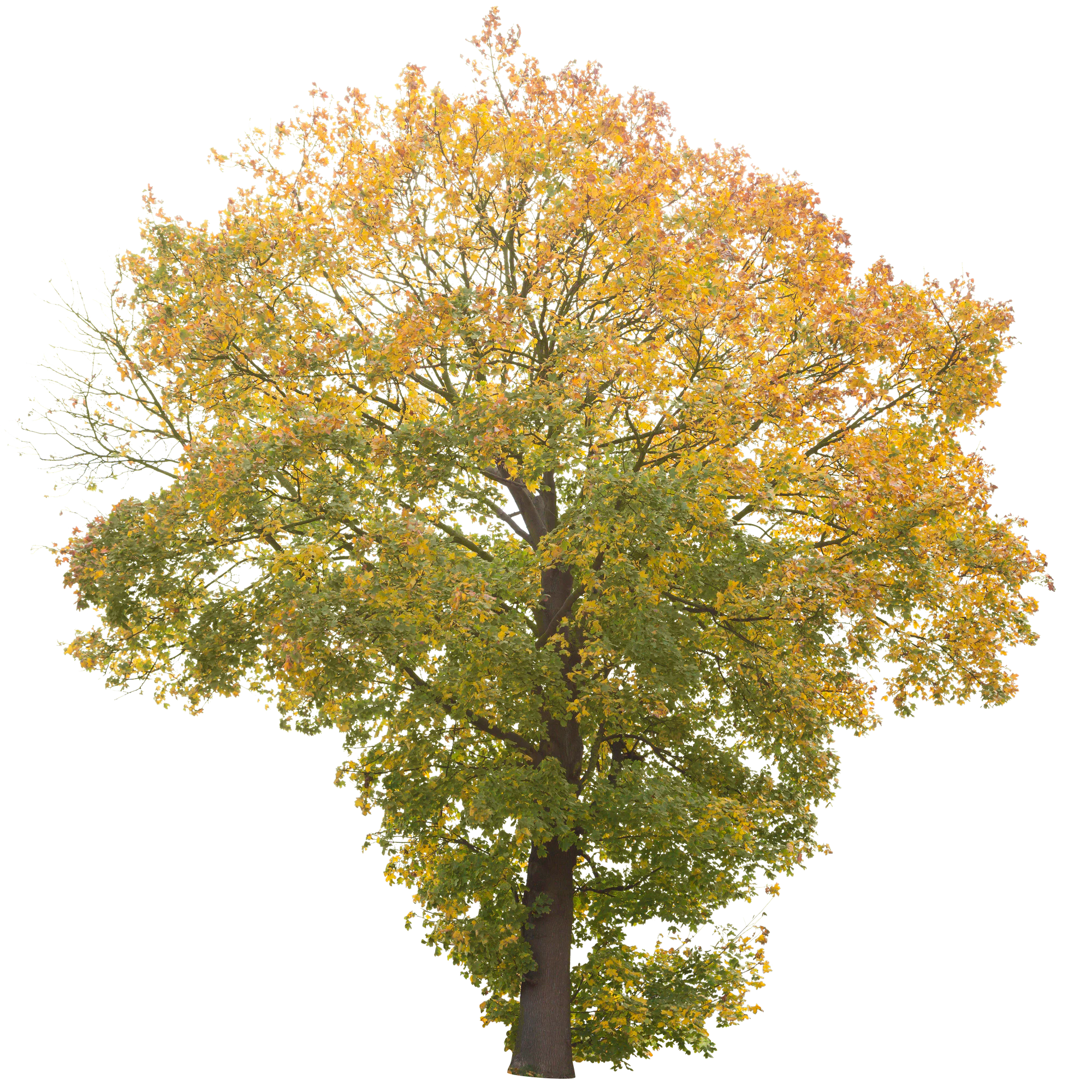 autumn 020 — Скачать