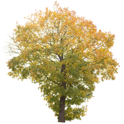 autumn 020 — Скачать