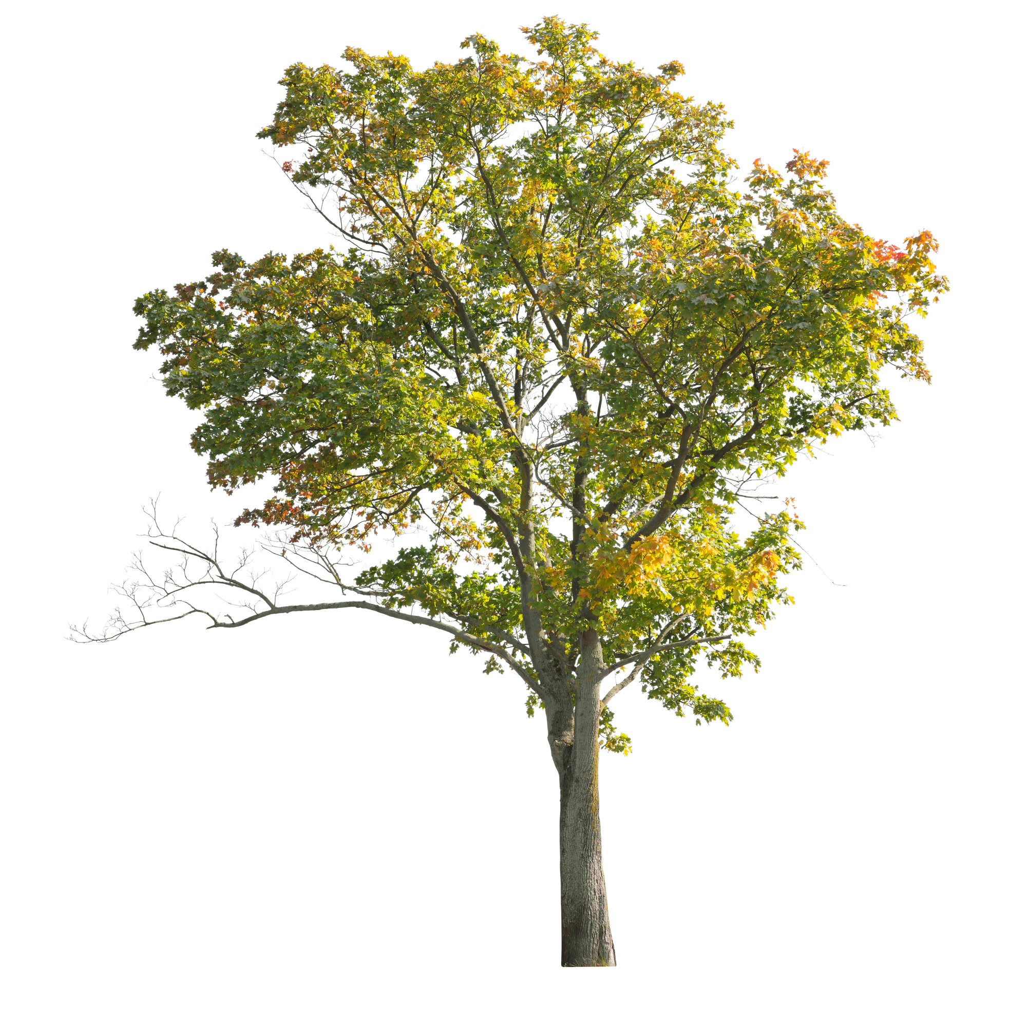 autumn 022 — Descargar