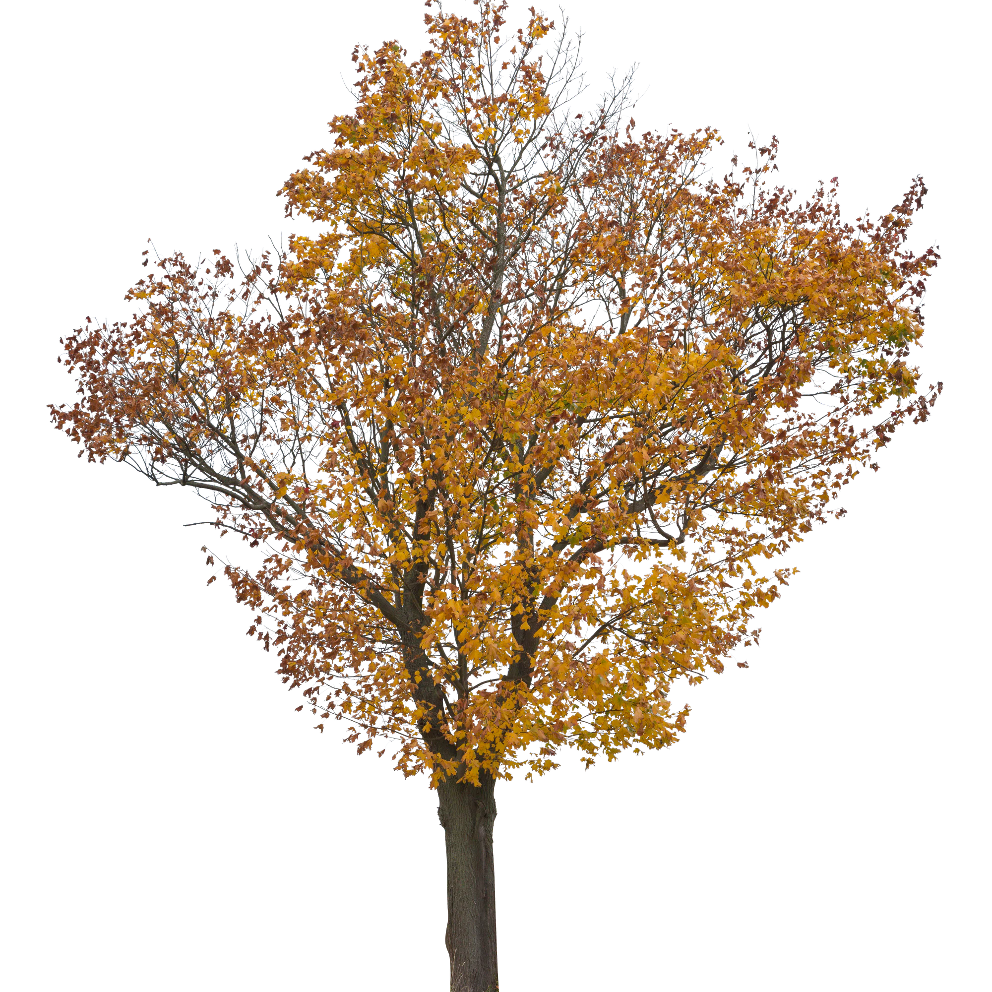 autumn 024 — Скачать