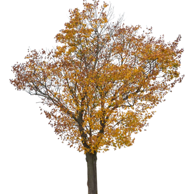 autumn 024 — Скачать