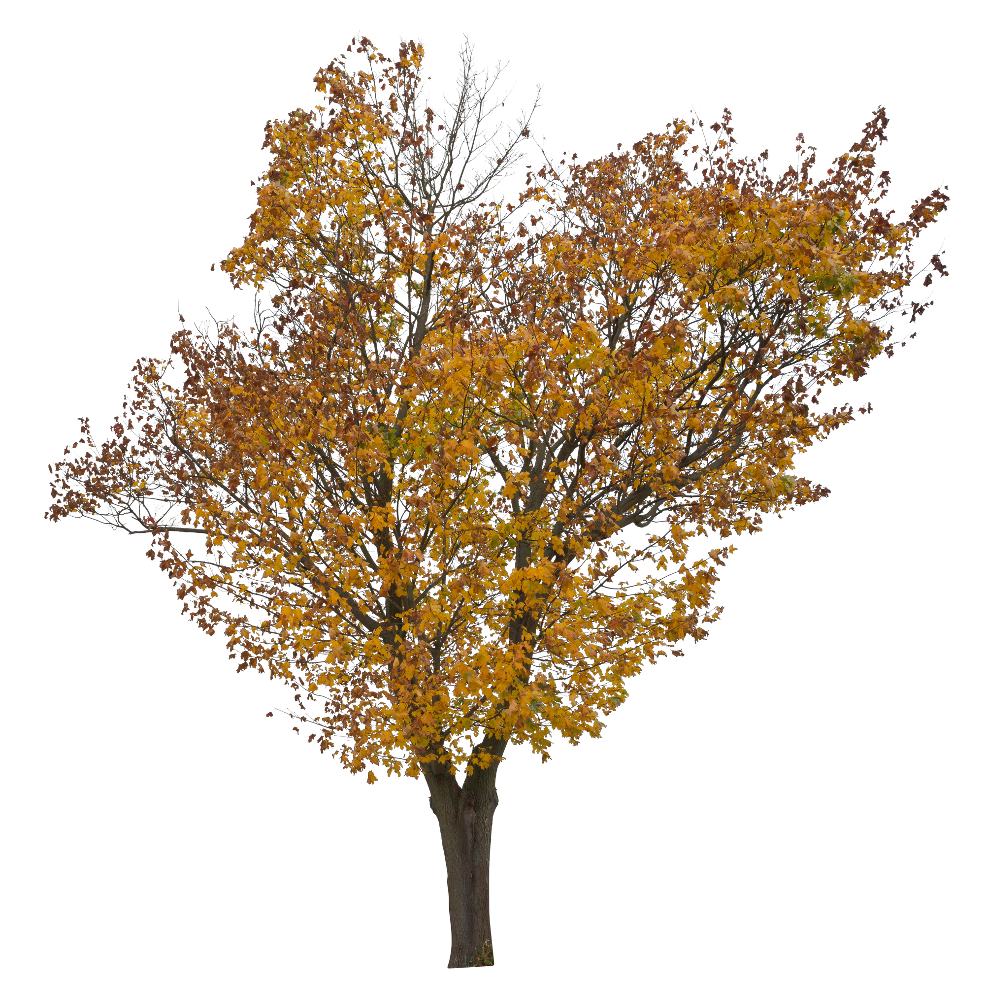 autumn 025 — Скачать
