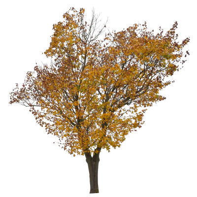 autumn 025 — Скачать