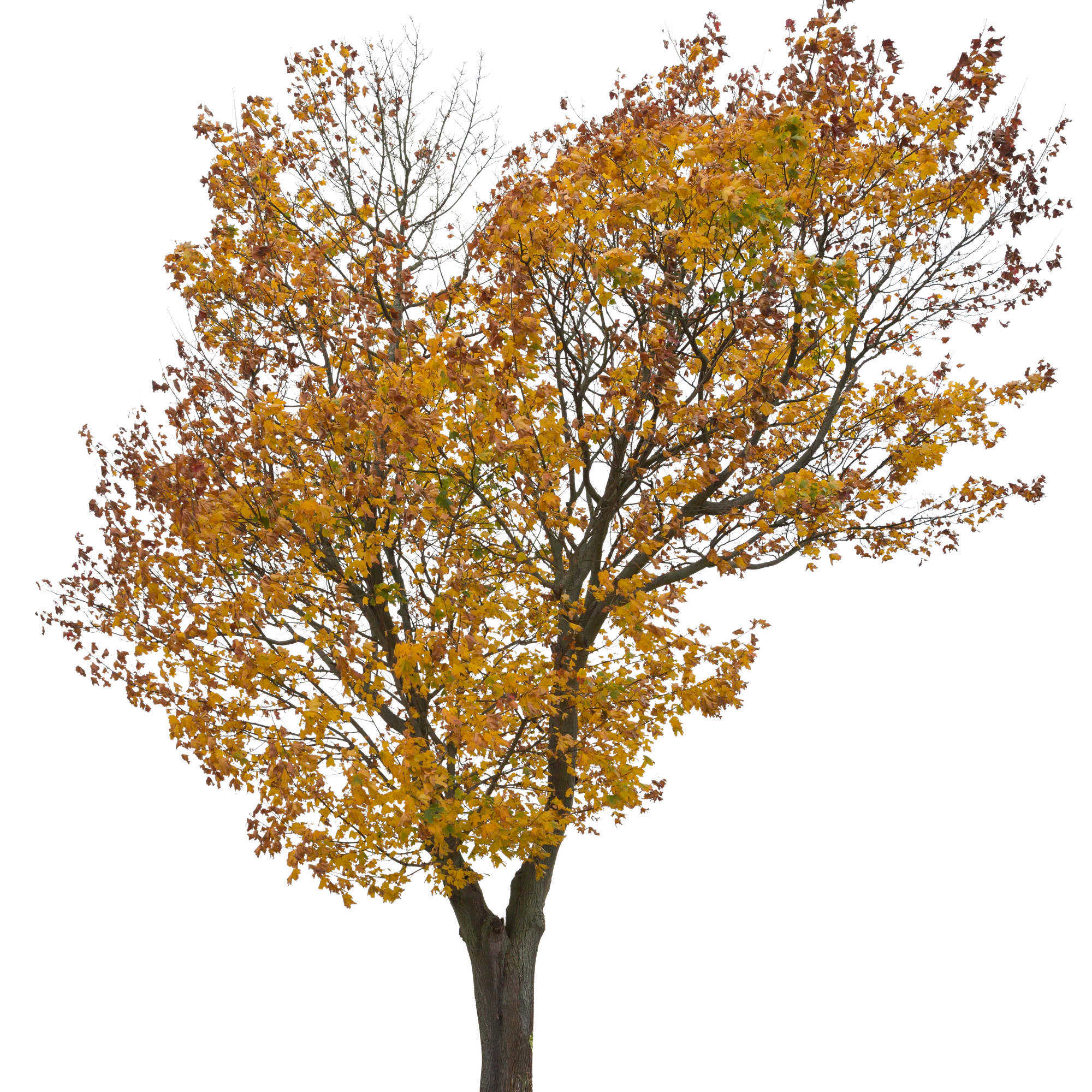 autumn 027 — Descargar