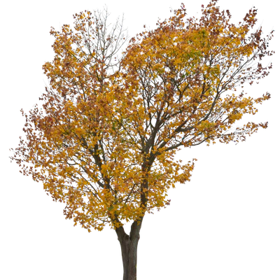 autumn 027 — Descargar