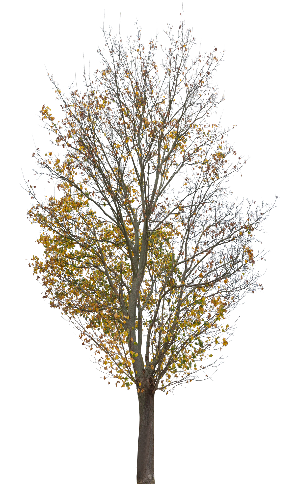autumn 029 — Descargar