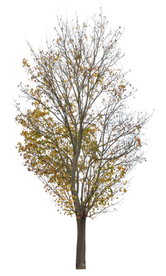 autumn 029 — Descargar