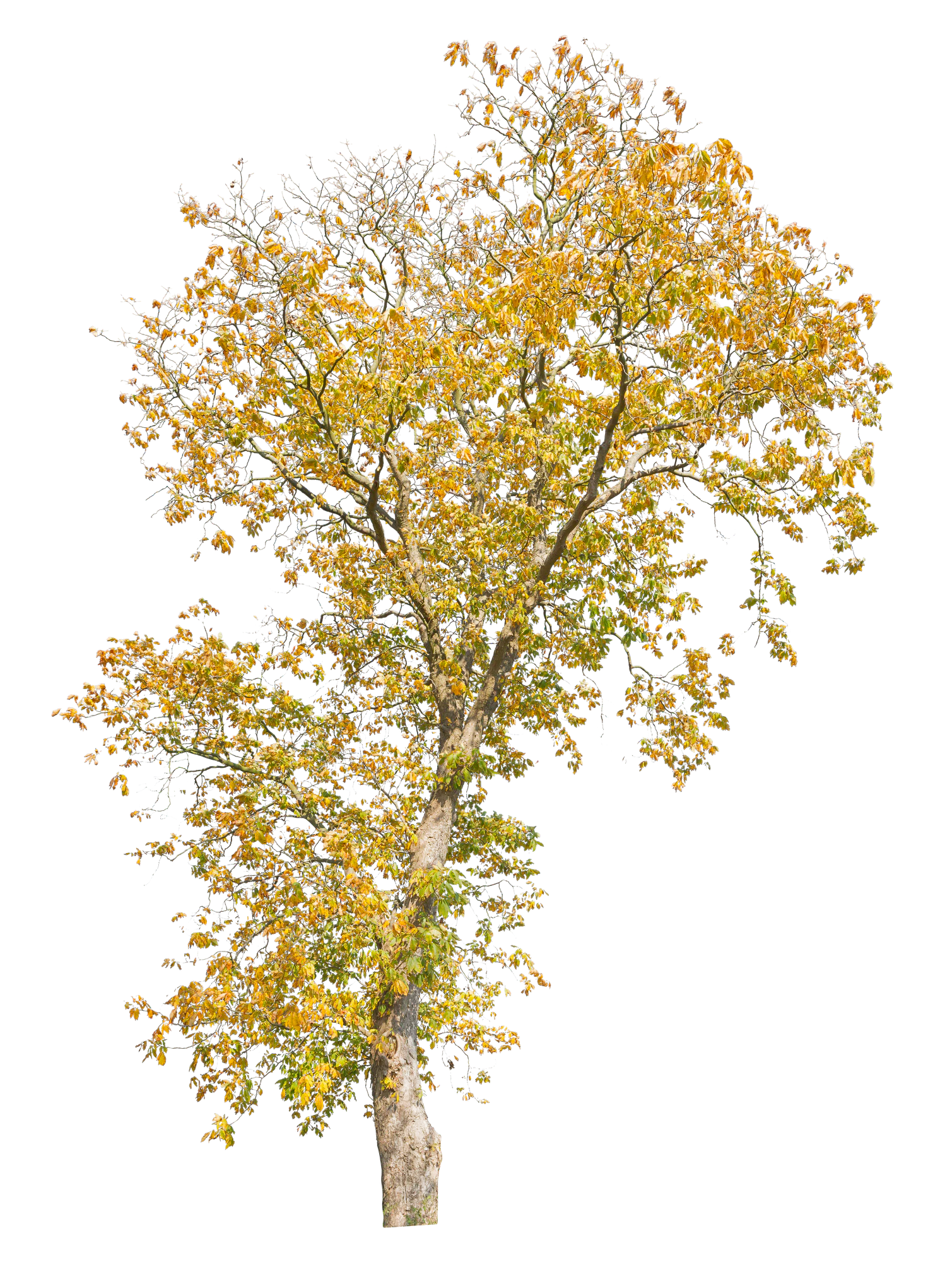 autumn 033 — Скачать