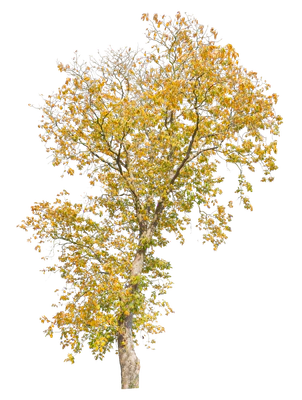autumn 033 — Скачать