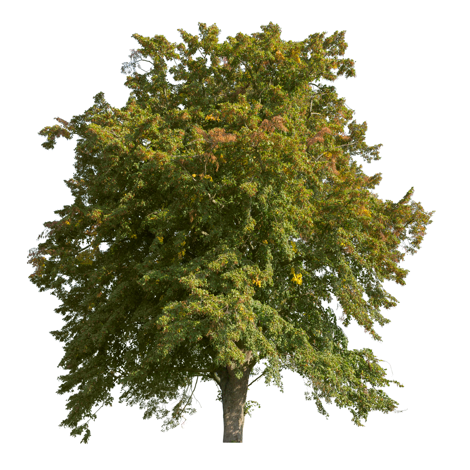 autumn 037 — Descargar