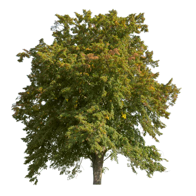 autumn 037 — Descargar