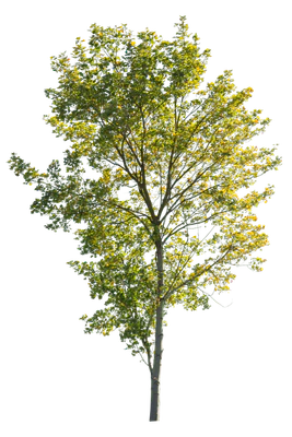 autumn 045 — Скачать
