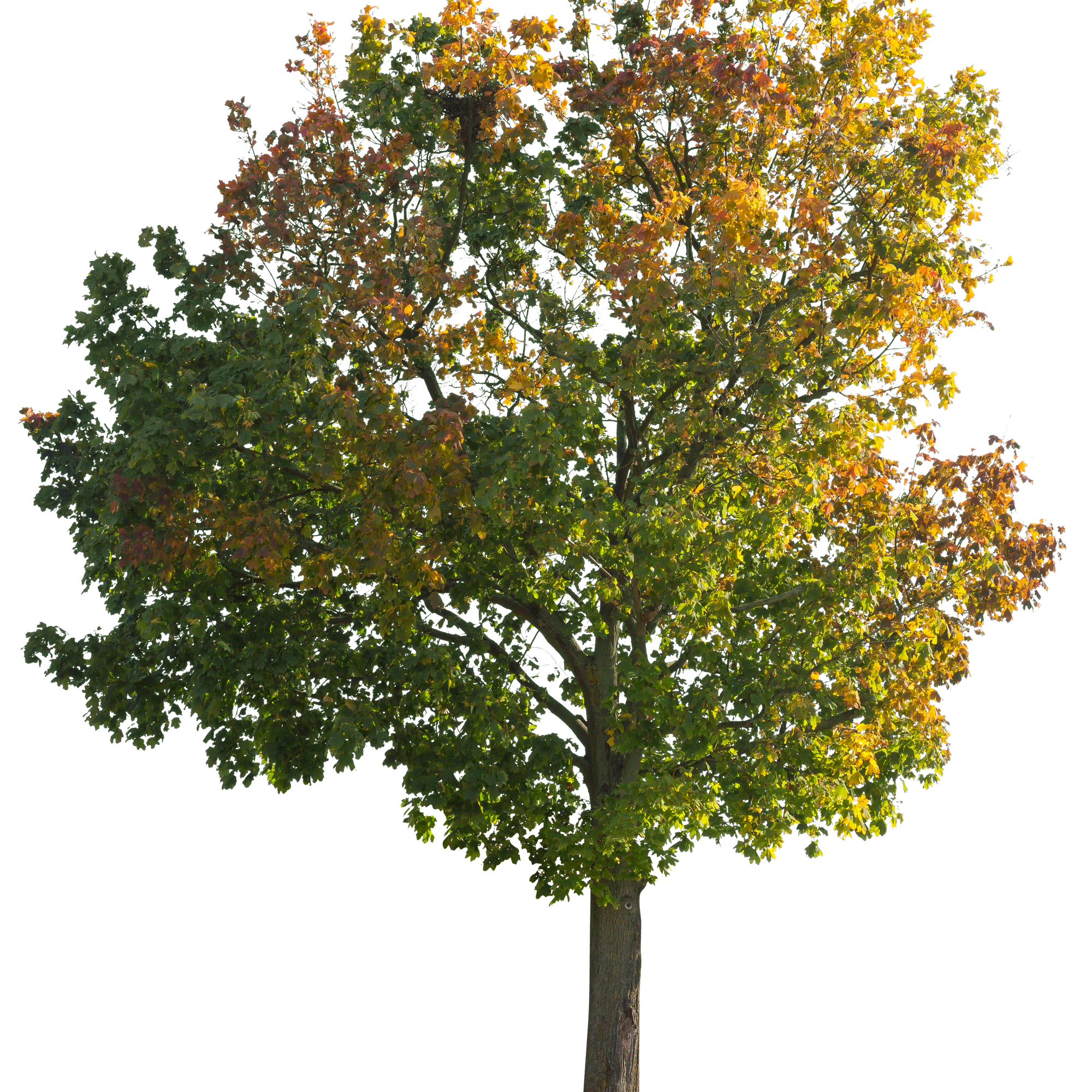 autumn 046 — Descargar