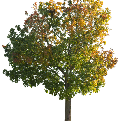 autumn 046 — Descargar