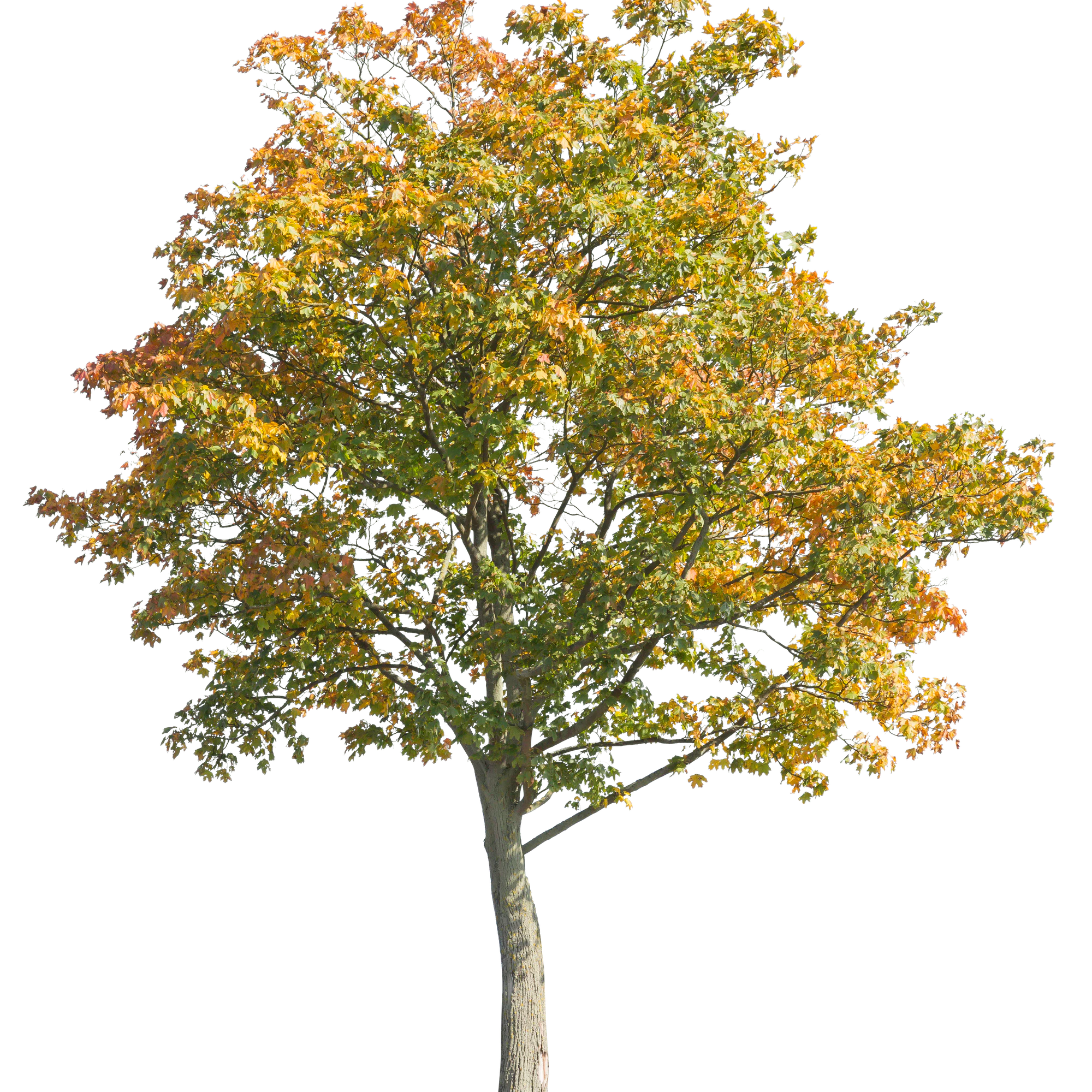 autumn 052 — Descargar