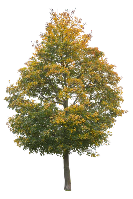 autumn 055 — Скачать