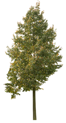 autumn 056 — Скачать