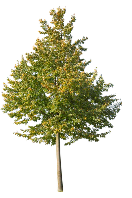 autumn 063 — Descargar
