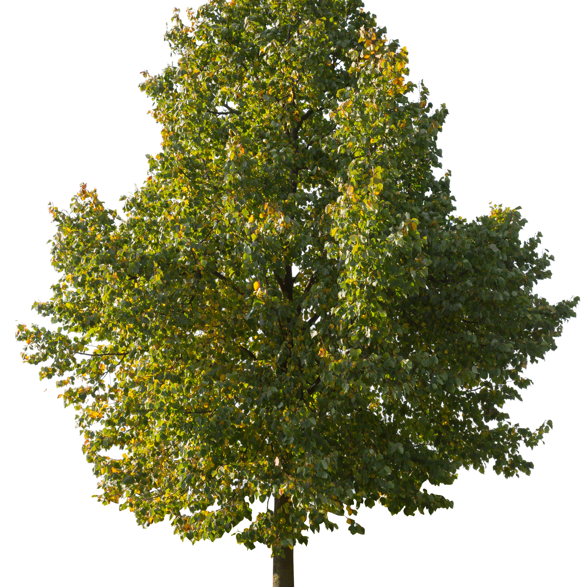 autumn 065 — Скачать