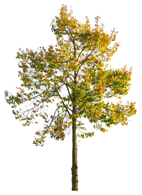 autumn 066 — Скачать