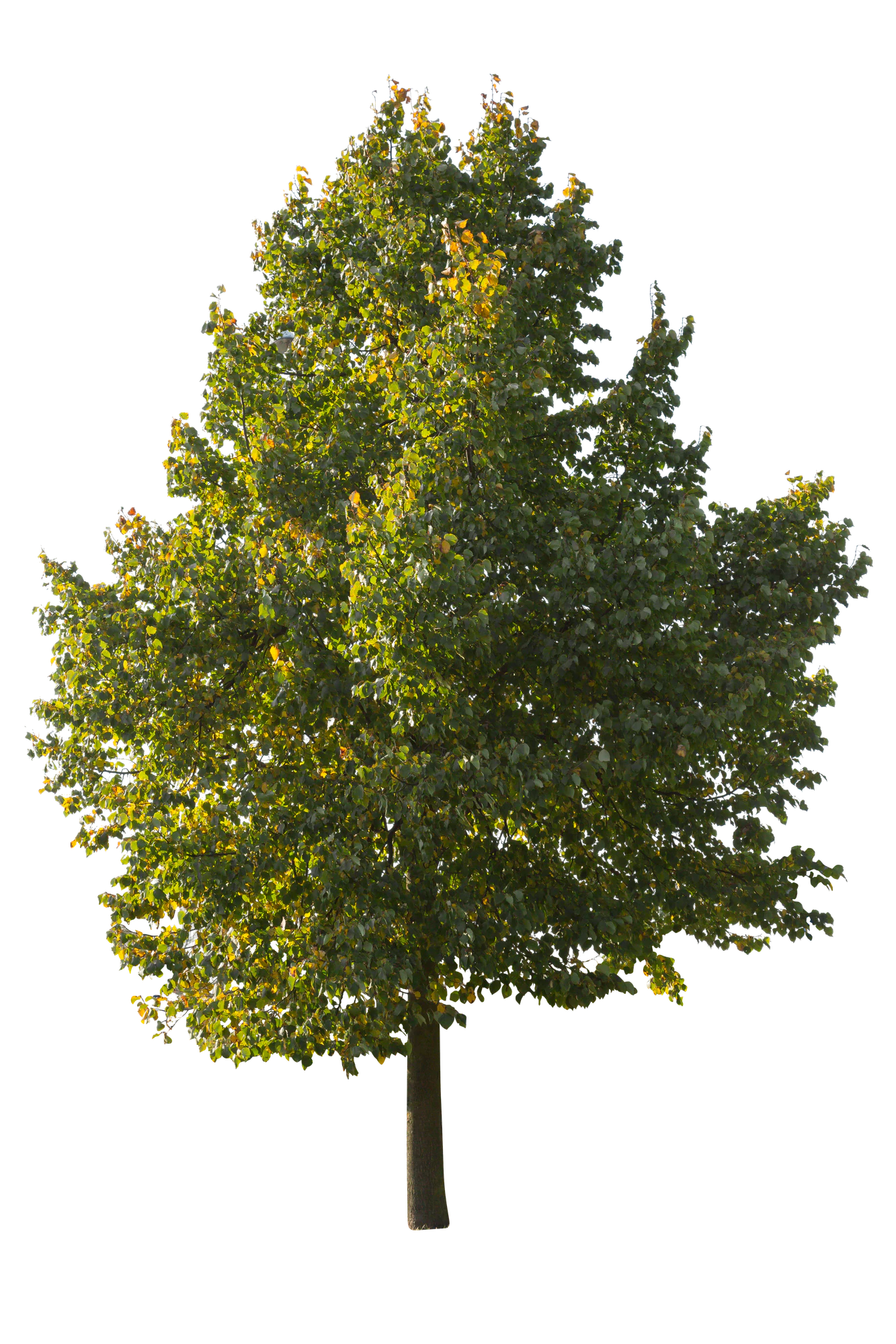 autumn 068 — Descargar