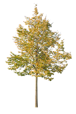 autumn 071 — Скачать