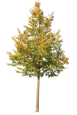 autumn 072 — Скачать