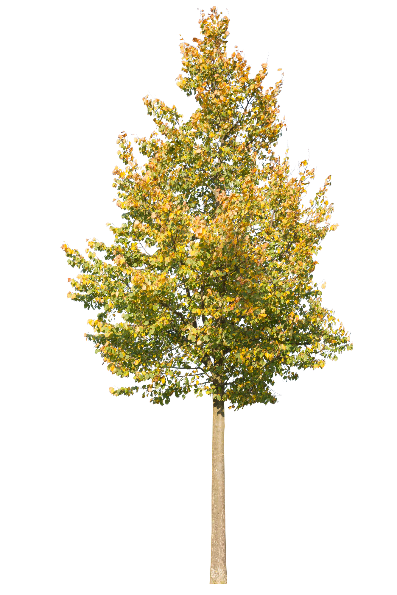 autumn 074 — Descargar