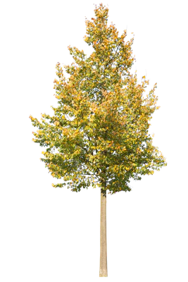 autumn 074 — Descargar