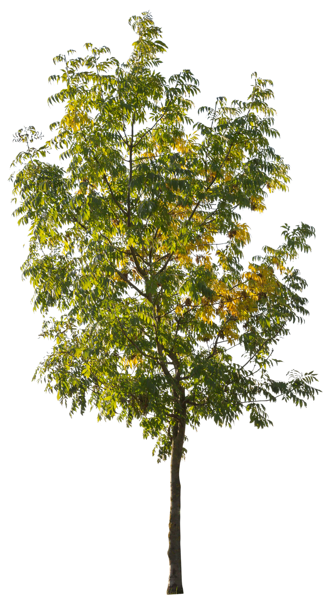 autumn 077 — Скачать