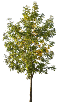 autumn 078 — Descargar