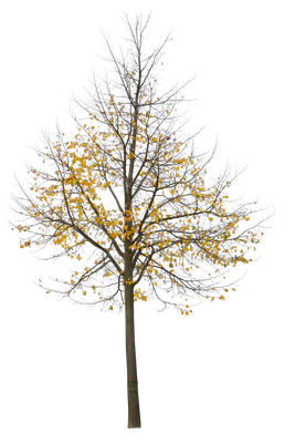 autumn 082 — Descargar