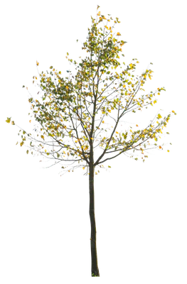 autumn 083 — Descargar