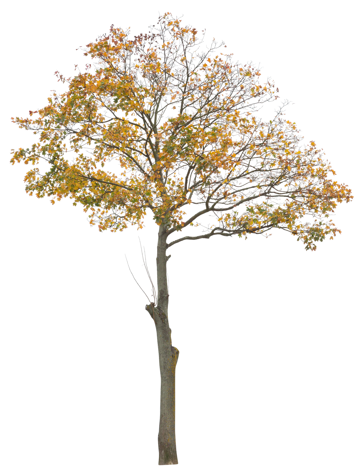 autumn 084 — Descargar